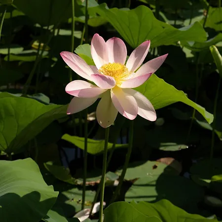 Relais La Foleia - Luxury With Private וילה Veruno