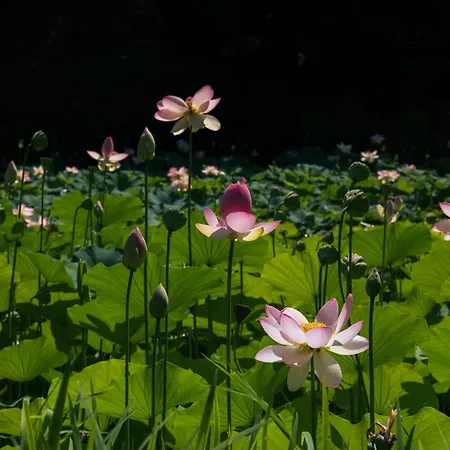 Villa Relais La Foleia - Luxury With Private Veruno